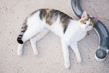 KALOA, Katze, Europäisch Kurzhaar in Spanien - Bild 4