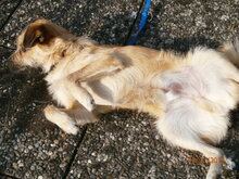 CAPRICHIO, Hund, Mischlingshund in Wolfstein - Bild 10