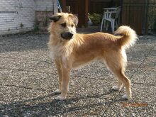 CAPRICHIO, Hund, Mischlingshund in Wolfstein - Bild 12