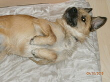CAPRICHIO, Hund, Mischlingshund in Wolfstein - Bild 14