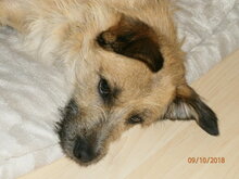 CAPRICHIO, Hund, Mischlingshund in Wolfstein - Bild 15