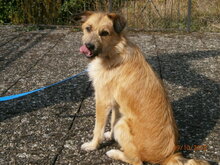 CAPRICHIO, Hund, Mischlingshund in Wolfstein - Bild 16