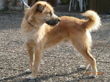 CAPRICHIO, Hund, Mischlingshund in Wolfstein - Bild 17