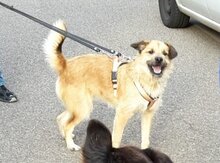 CAPRICHIO, Hund, Mischlingshund in Wolfstein - Bild 2