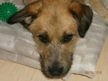 CAPRICHIO, Hund, Mischlingshund in Wolfstein - Bild 8