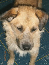 CAPRICHIO, Hund, Mischlingshund in Wolfstein - Bild 9