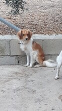 RUBIO, Hund, Mischlingshund in Spanien - Bild 10