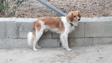 RUBIO, Hund, Mischlingshund in Spanien - Bild 11