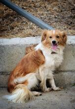 RUBIO, Hund, Mischlingshund in Spanien - Bild 2