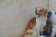 RUBIO, Hund, Mischlingshund in Spanien - Bild 4