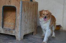 RUBIO, Hund, Mischlingshund in Spanien - Bild 5