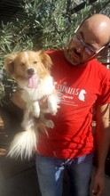 RUBIO, Hund, Mischlingshund in Spanien - Bild 6