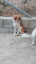 RUBIO, Hund, Mischlingshund in Spanien - Bild 8