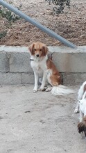 RUBIO, Hund, Mischlingshund in Spanien - Bild 9