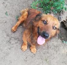 SILAS, Hund, Mischlingshund in Ungarn - Bild 2