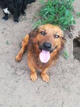 SILAS, Hund, Mischlingshund in Ungarn - Bild 3