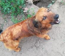 SILAS, Hund, Mischlingshund in Ungarn - Bild 4