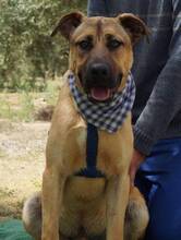RAMON, Hund, Mischlingshund in Spanien - Bild 1