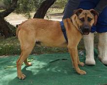 RAMON, Hund, Mischlingshund in Spanien - Bild 2