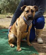 RAMON, Hund, Mischlingshund in Spanien - Bild 4