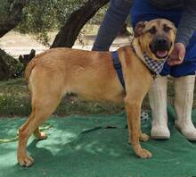 RAMON, Hund, Mischlingshund in Spanien - Bild 5