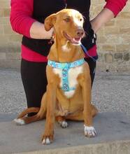 MENTO, Hund, Podenco Andaluz in Spanien - Bild 1