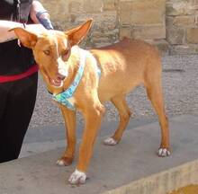 MENTO, Hund, Podenco Andaluz in Spanien - Bild 2