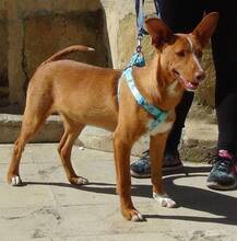 MENTO, Hund, Podenco Andaluz in Spanien - Bild 4