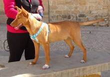 MENTO, Hund, Podenco Andaluz in Spanien - Bild 6