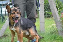 DOBLO, Hund, Mischlingshund in Ungarn - Bild 1