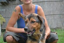 DOBLO, Hund, Mischlingshund in Ungarn - Bild 2