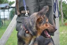 DOBLO, Hund, Mischlingshund in Ungarn - Bild 4
