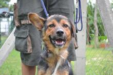 DOBLO, Hund, Mischlingshund in Ungarn - Bild 5