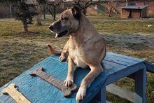 MARAVILLOSA, Hund, Mischlingshund in Kroatien - Bild 2