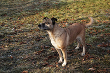 MARAVILLOSA, Hund, Mischlingshund in Kroatien - Bild 3