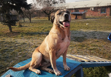 MARAVILLOSA, Hund, Mischlingshund in Kroatien - Bild 5