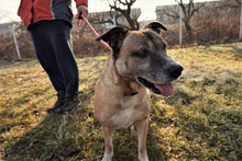 MARAVILLOSA, Hund, Mischlingshund in Kroatien - Bild 8