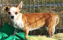 UNITA, Hund, Chihuahua-Mix in Ungarn - Bild 1