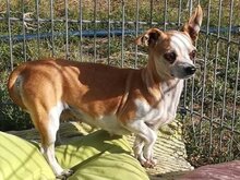 UNITA, Hund, Chihuahua-Mix in Ungarn - Bild 3