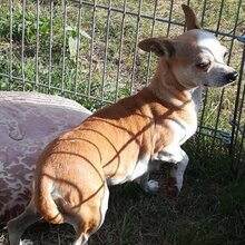 UNITA, Hund, Chihuahua-Mix in Ungarn - Bild 4