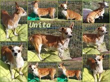 UNITA, Hund, Chihuahua-Mix in Ungarn - Bild 5