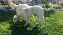 SUNNY, Hund, Mischlingshund in Stromberg - Bild 2