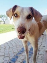 SUNNY, Hund, Mischlingshund in Stromberg - Bild 4