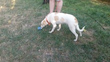 SUNNY, Hund, Mischlingshund in Stromberg - Bild 7