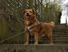 JERRYR3, Hund, Mischlingshund in Frankfurt - Bild 7