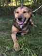 MAIKY, Hund, Mischlingshund in Kroatien - Bild 1