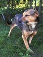 MAIKY, Hund, Mischlingshund in Kroatien - Bild 2