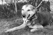 MAIKY, Hund, Mischlingshund in Kroatien - Bild 3
