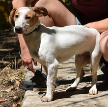FITO, Hund, Mischlingshund in Spanien - Bild 1
