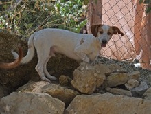 FITO, Hund, Mischlingshund in Spanien - Bild 2